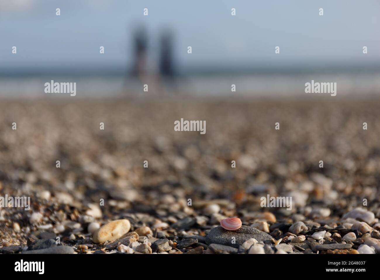 Eine kleine rosa Muschel mit einer unfokussierten Hintergrundansicht von zwei Personen, die am Strand, Roseland Peninsula, Cornwall, England, spazieren gehen Stockfoto