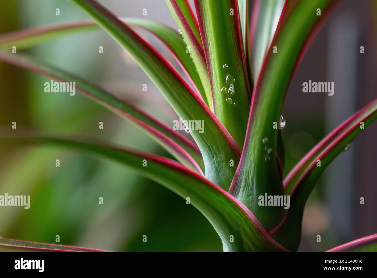 Drachenbaum dracaena marginata Fotos und Bildmaterial in hoher Auflösung Alamy