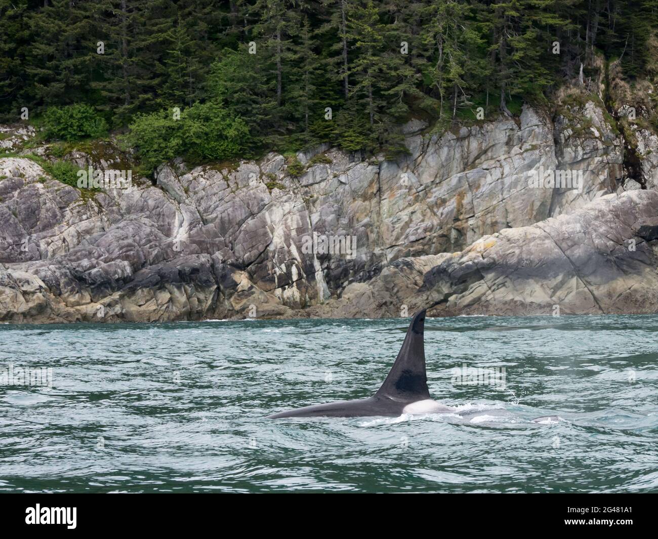 Resident Killer Wal oder Orca, Orcinus Orca der POD AG in der Innenseere von Southeast Alaska, USA 11. Juni 2021 Stockfoto