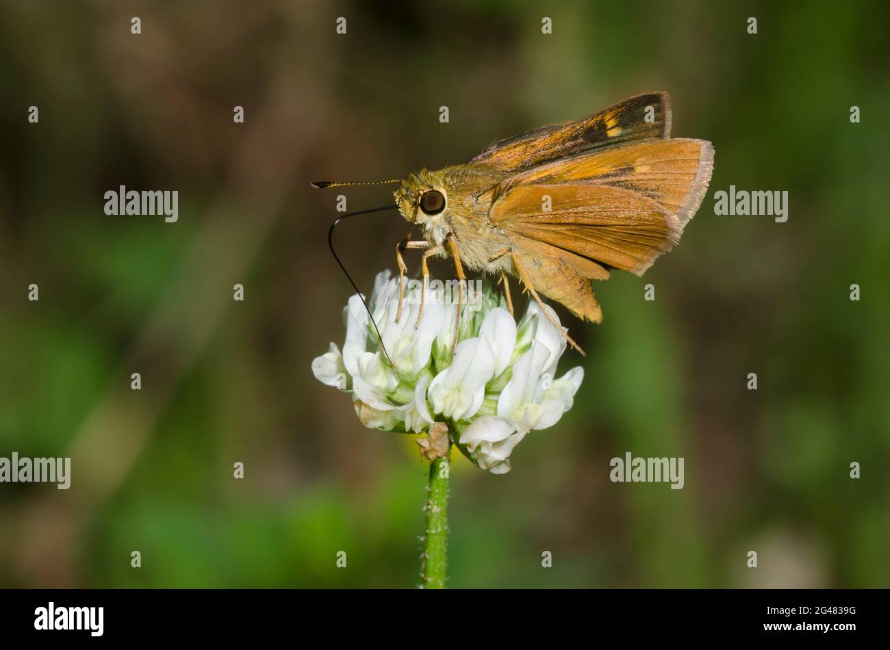 Südlicher Bruchstrich, Polites otho, Weibchen-Nektaring von Weißklee, Trifolium repens Stockfoto