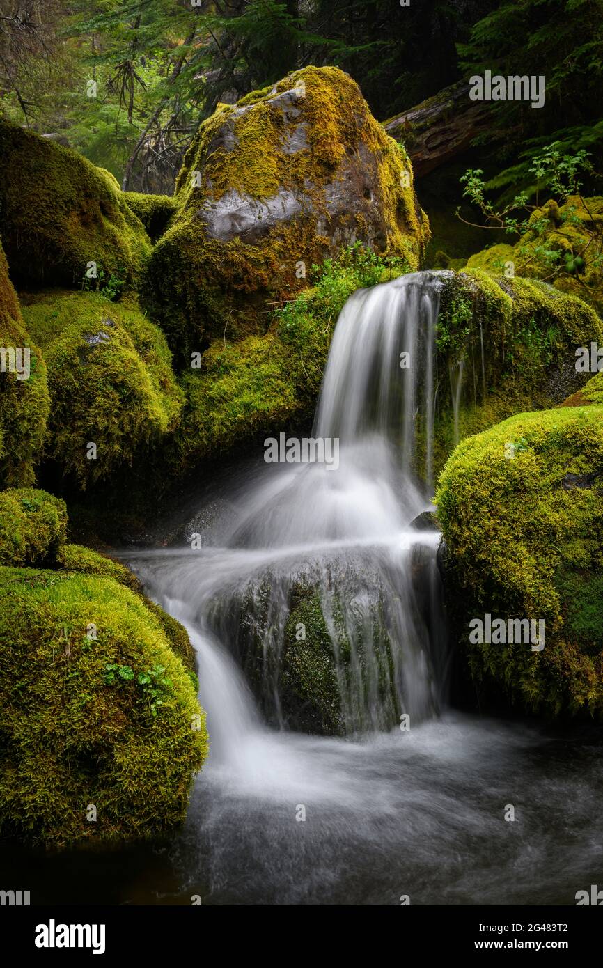 Wasser, das über moosigen Felsbrocken in Black Creek, Waldo-Diamond Wilderness, Oregon, kaskadiert. Stockfoto
