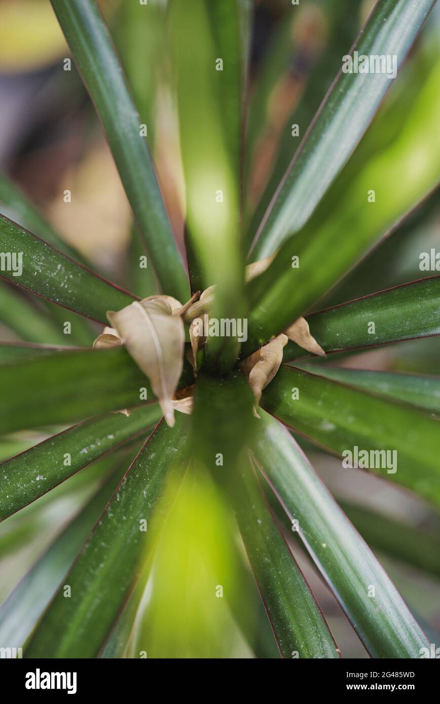 Vertikale Aufnahme der grünen Blätter einer Pflanze Stockfoto