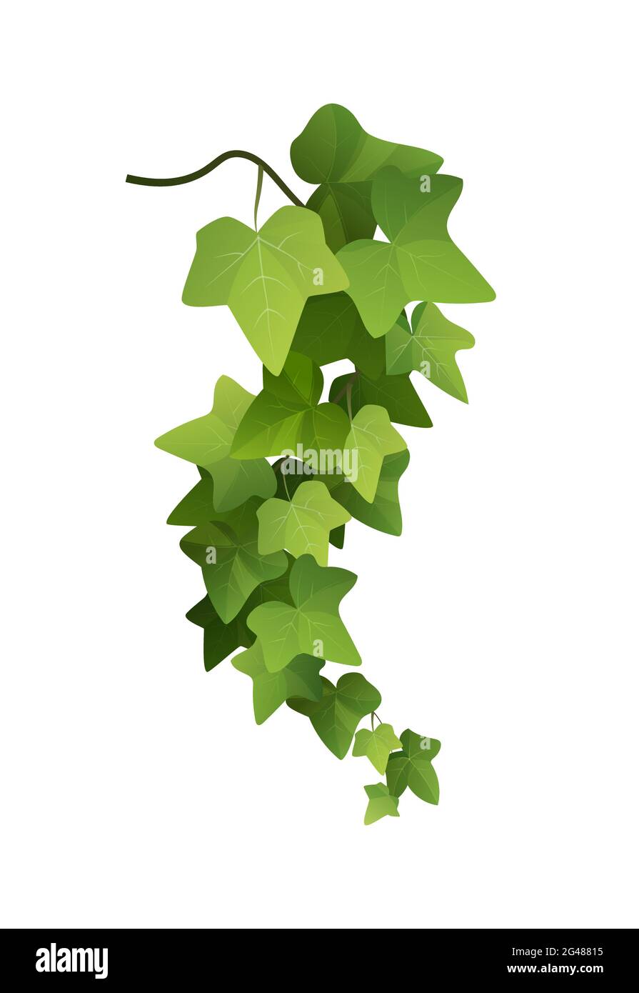Ivy Pflanze Zweig Cartoon Illustration. Stock Vektor