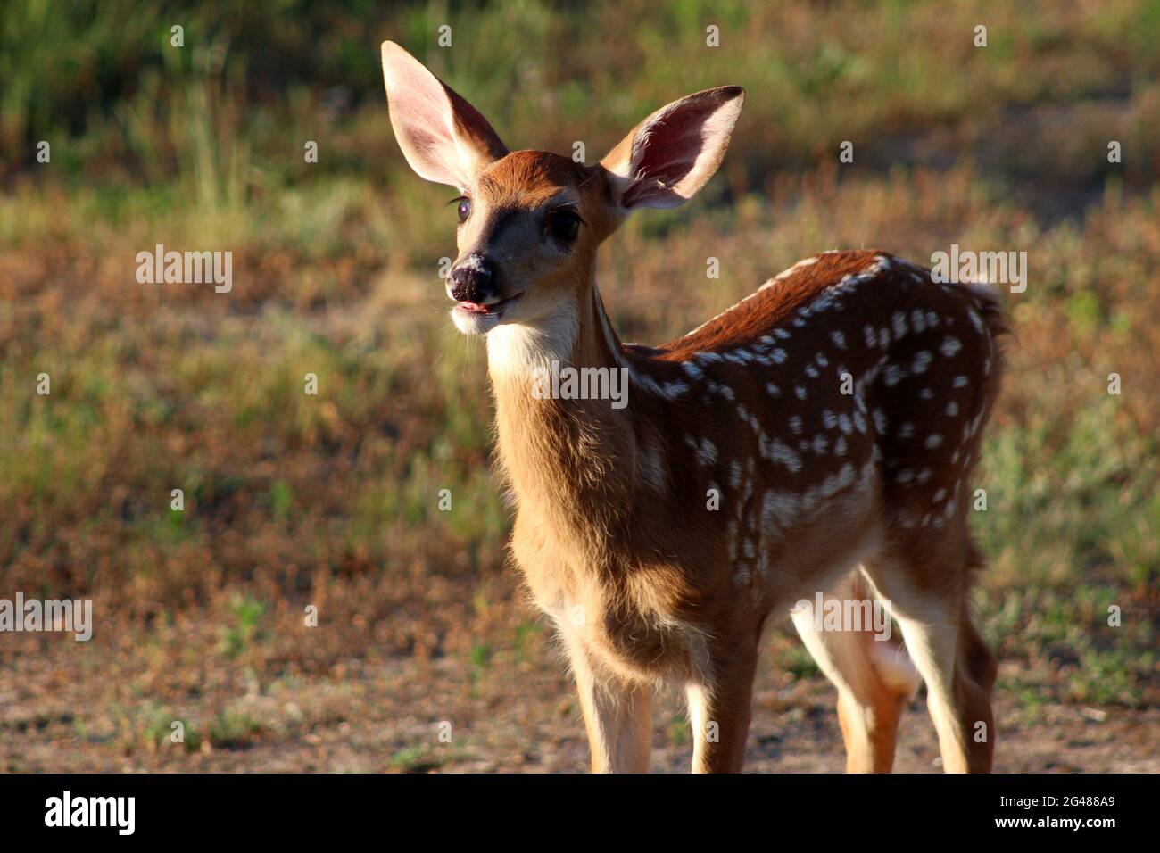 Ein junges und neugieriges Känkchen Stockfoto