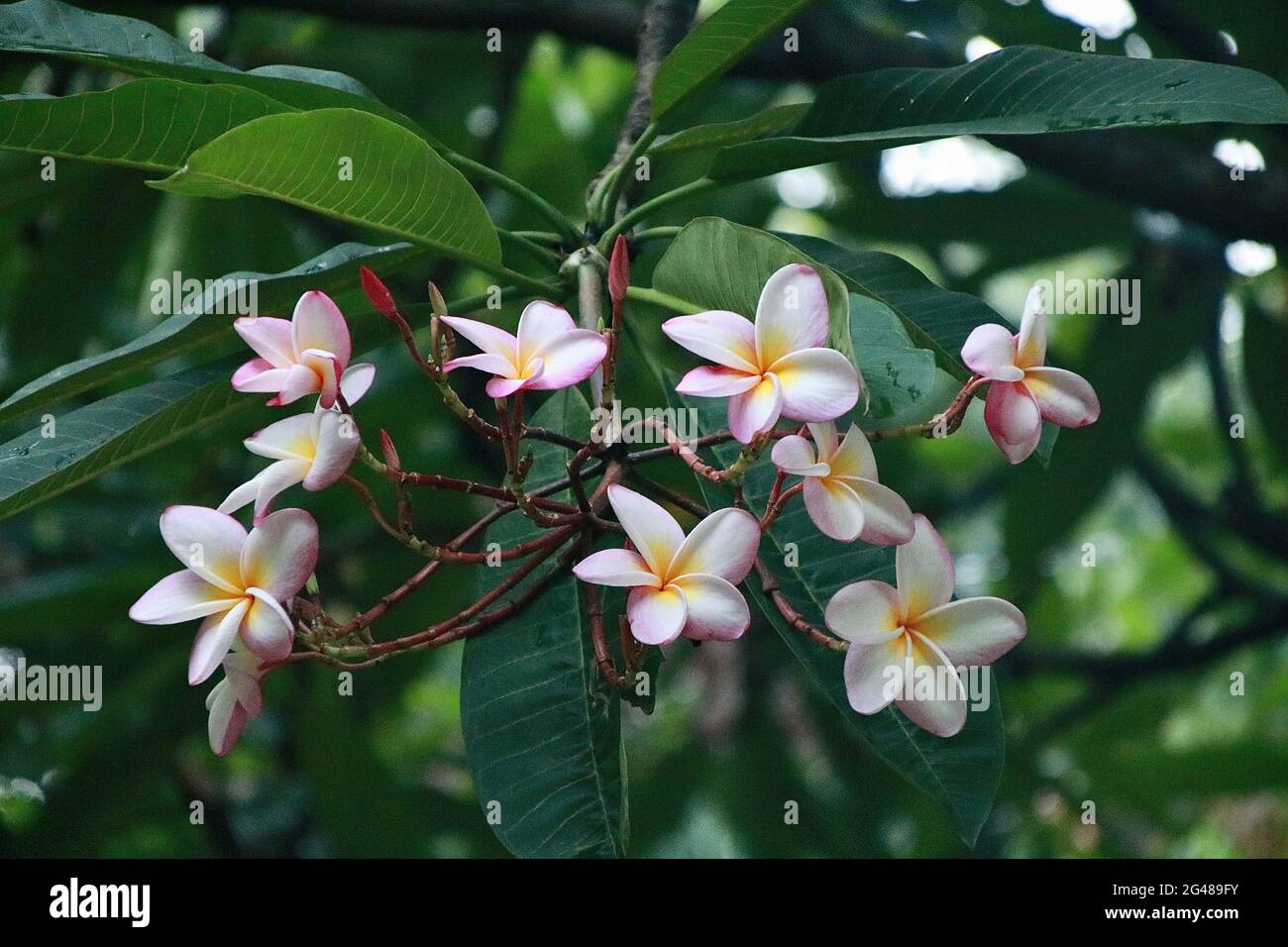 Die Schönheit von Flower Stockfoto