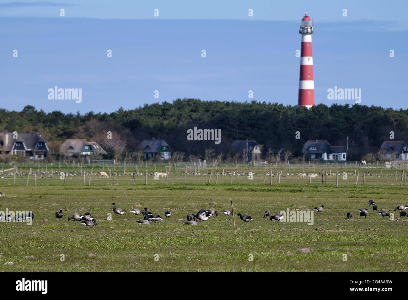 Typische holländische Landschaft mit einem Bauernhof, Ackerland mit Gänsen und unscharfem Leuchtturm von Hollum, Ameland im Hintergrund. Die niederländischen Landwirte leiden darunter Stockfoto