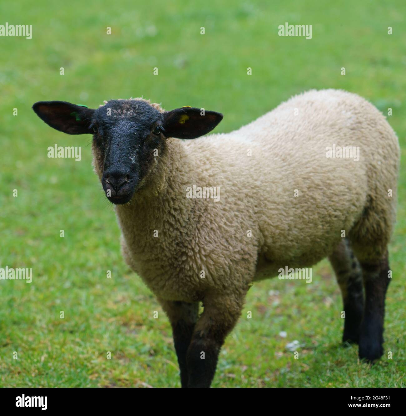 Ein junges Suffolk-Schaf starrt neugierig in die Kamera Stockfoto
