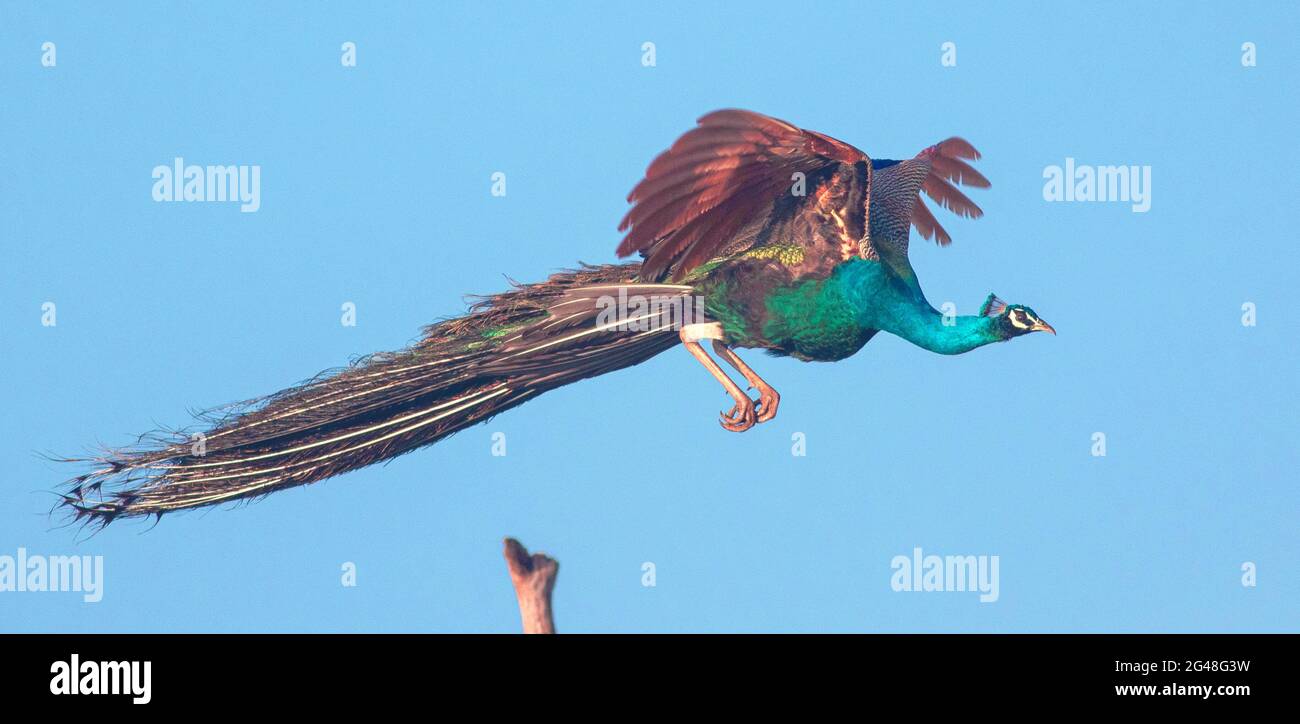 Fliegender Pfau; fliegender Ravana; glühender Pfau; blauer Pfau im Flug; leuchtender Pfau aus Sri Lanka Stockfoto