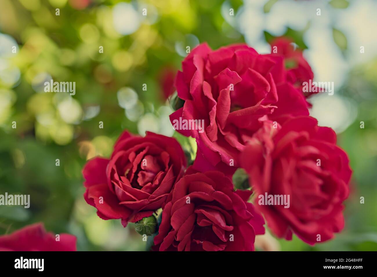 Detail des roten Rosenbusches, schöner roter Rosenbusch im Garten an einem sonnigen Tag. Rote Rosenblüten im Sonnenschein. Blühende Gartenrosen und Knospen. Stockfoto