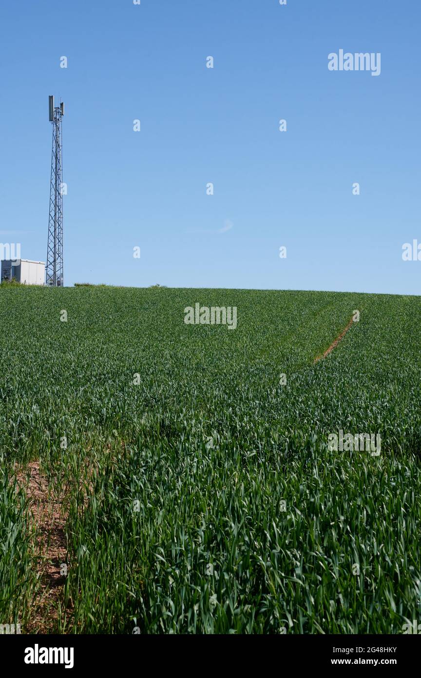 Handy-Mast im Erntefeld mit blauem Himmel Stockfoto