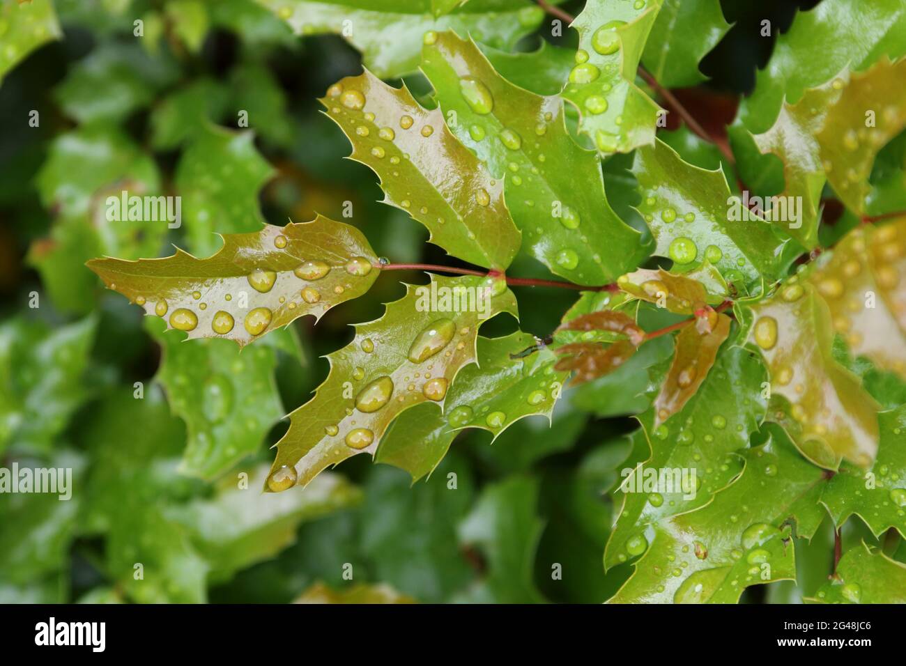 Regentropfen bilden ein Mosaik auf leuchtend grünen, stacheligen Oregon-Traubenblättern Stockfoto
