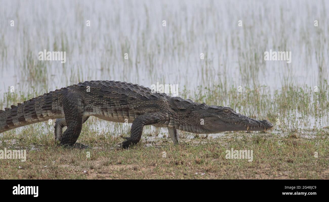 Krokodile, die ins Wasser gleiten; Krokodile, die ins Wasser gehen; Krokodile wandern; Krokodile ruhen; Raubkrokodile aus Sri Lanka Stockfoto