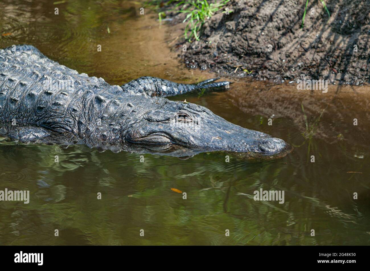 American Alligator (Alligator mississippiensis), der sich selbst ausruht und sonnen, St. Augustine Alligator Farm, Florida, USA. Stockfoto