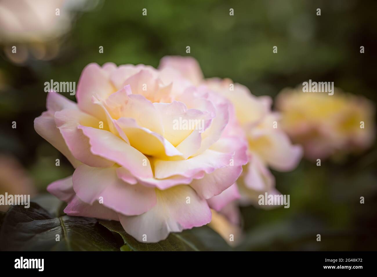 Peace Gloria Dei Hybrid Tea Rose im Sommergarten EINE Vielzahl von Rosen der Tee-Hybrid-Klasse. Manchmal wird diese Sorte die berühmteste Rose genannt Stockfoto