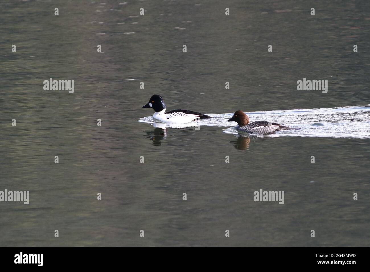 Ein Paar gemeiner Goldeneye-Enten erzeugt ein kleines Aufwachen und Reflexionen, während sie in ruhigen Gewässern schwimmen. Stockfoto