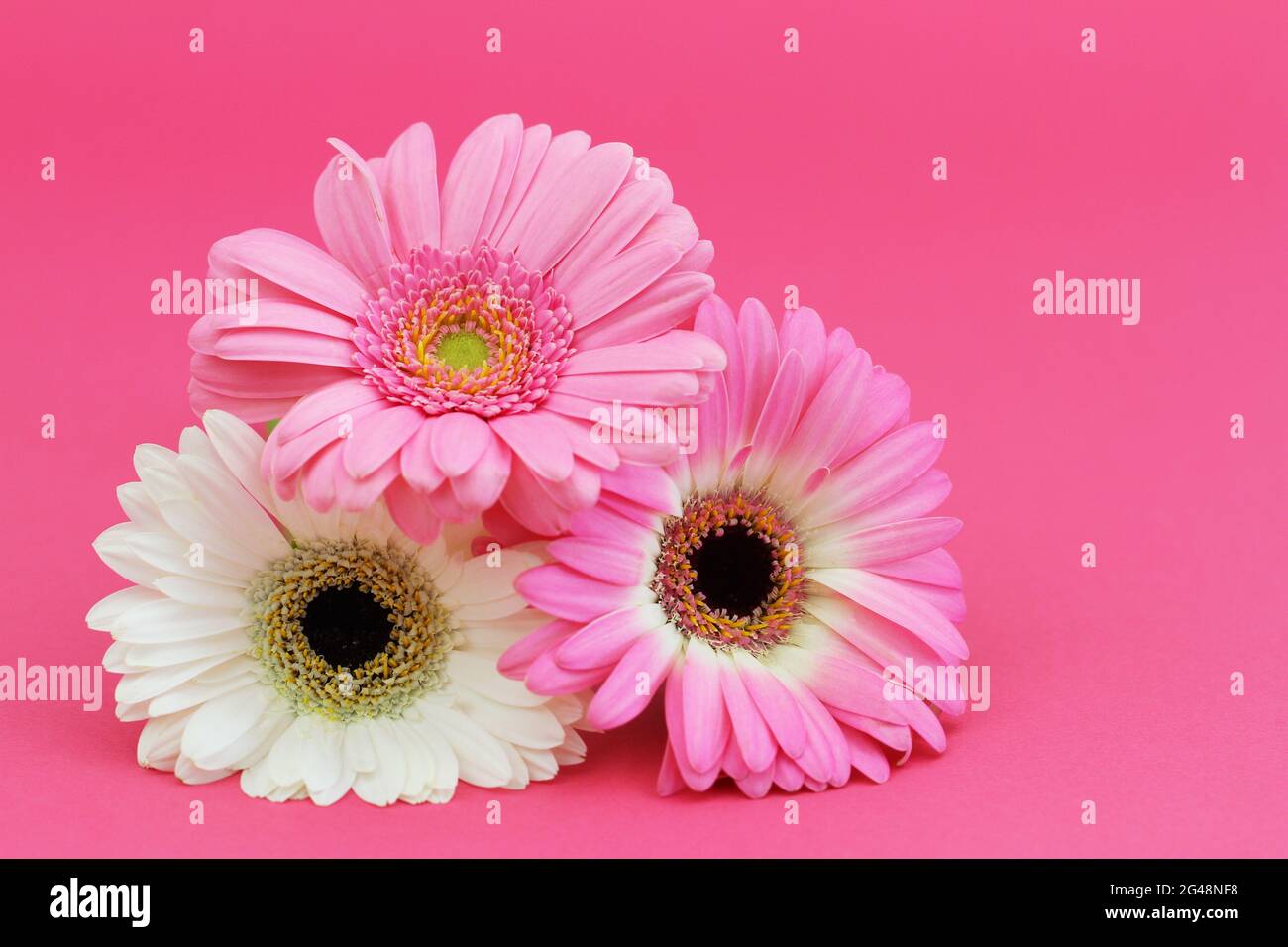Drei schöne rosa und weiße Gerbera-Gänseblümchen auf lebhaftem rosa Hintergrund mit Kopierraum Stockfoto