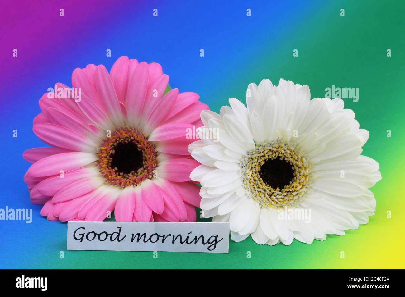 Good Morning Karte mit rosa und weißen Gerbera Gänseblümchen auf dem Hintergrund aus Regenbogenklößen Stockfoto