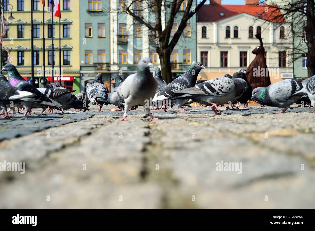 Eine Taubenschar auf dem historischen gepflasterten Markt, während sie von Passanten gefüttert wird. Feder. Stockfoto