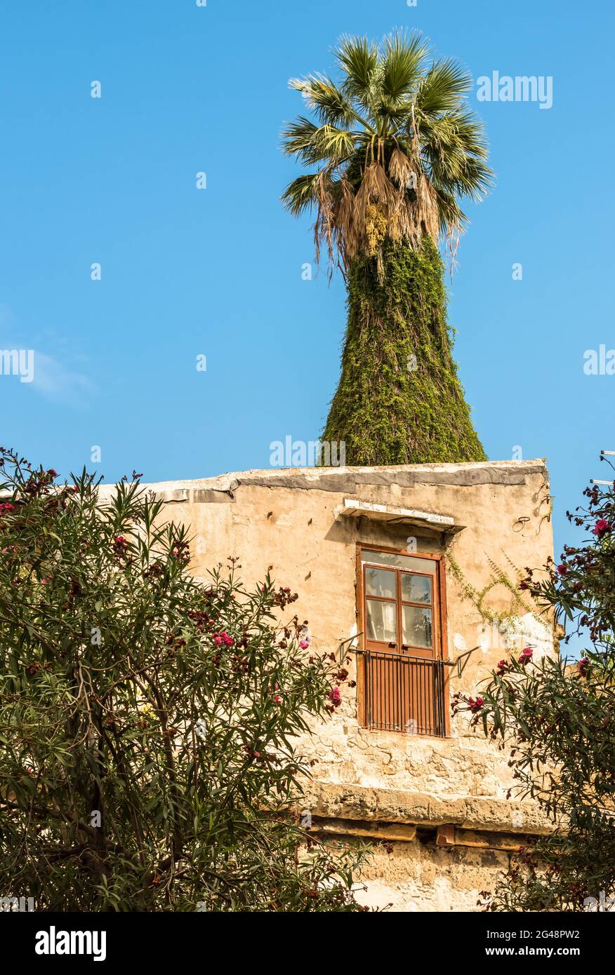 Eine Palme auf dem Dach des alten Hauses. Stockfoto