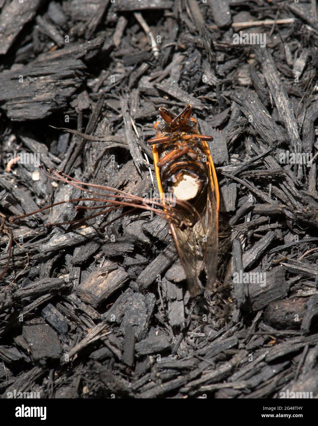 Tote 17-jährige Cicada mit den weißen Sporen von Massospora cicadina und den daraus wachsenden Pilzhalmen. Stockfoto