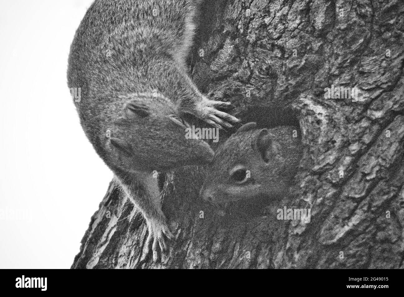 Grauhörnchen brüten in einem Baum in Lord Woods, Middleton Stockfoto