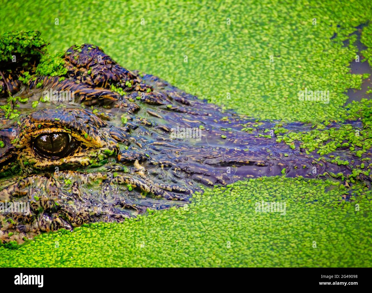 Ein erwachsener Alligator schwimmt auf der Gulf Coast Gator Ranch and Tours am 12. Juni 2021 in Moss Point, Mississippi, durch Entenklau. Stockfoto