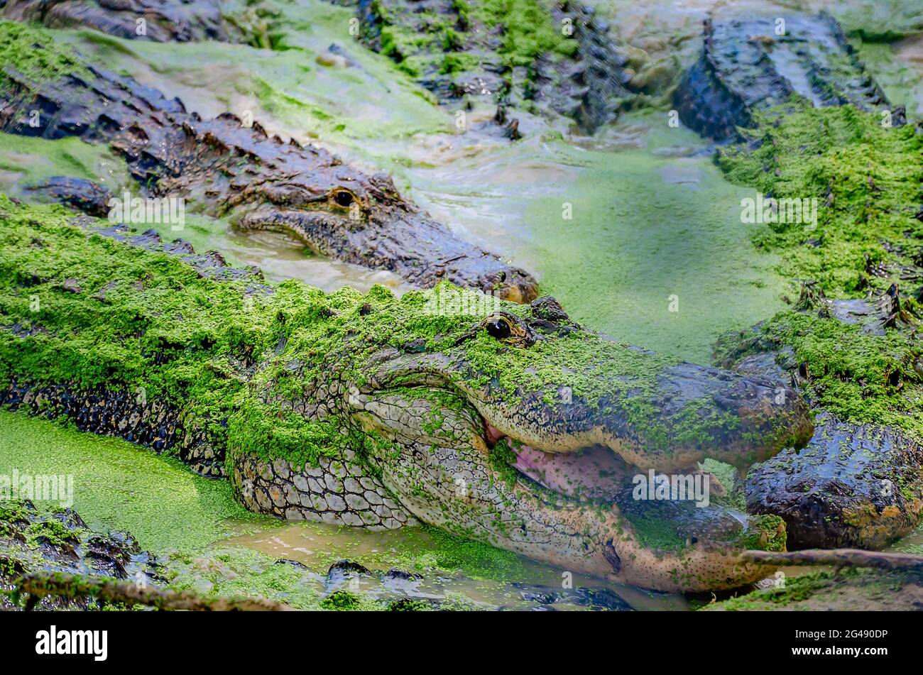 Auf der Gulf Coast Gator Ranch and Tours, 12. Juni 2021, in Moss Point, Mississippi, schwimmt ein Sumpf mit Alligatoren, die durch Entenklau schwimmen. Stockfoto