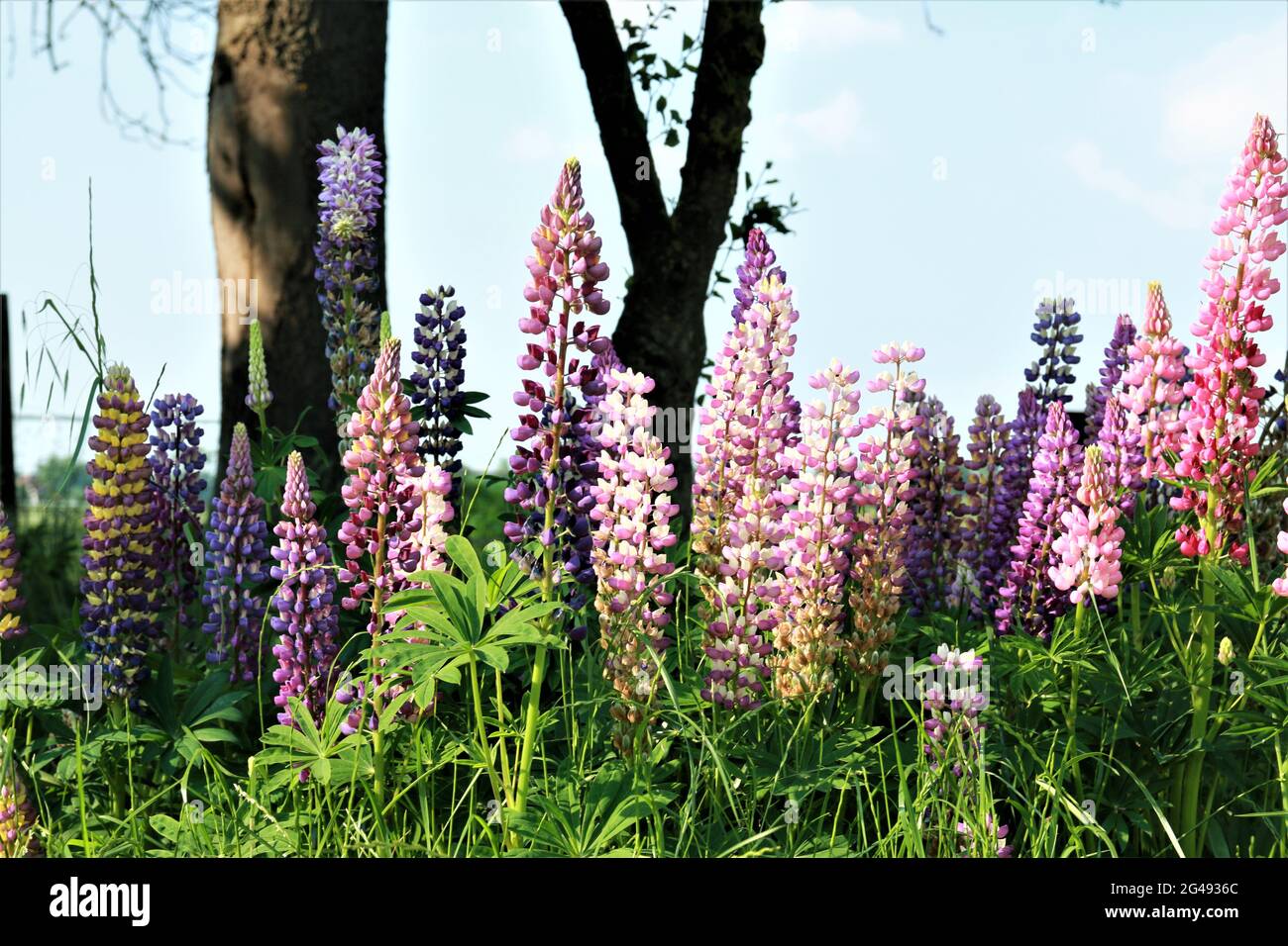 Nahaufnahme von bunten rosa und lila Lupinen Stockfoto