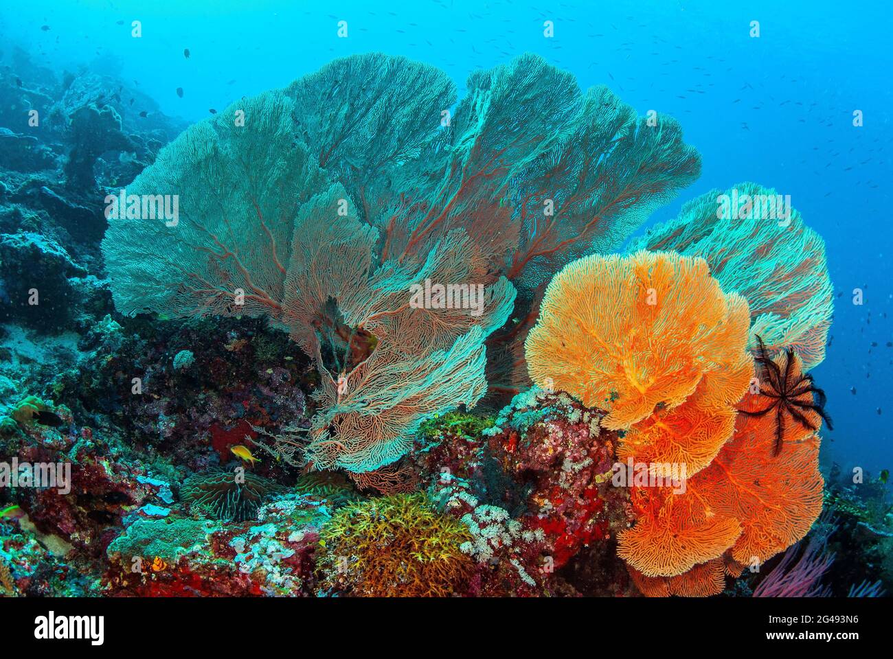 Seefans auf gesunden Korallenriffen, Salomonen Stockfoto