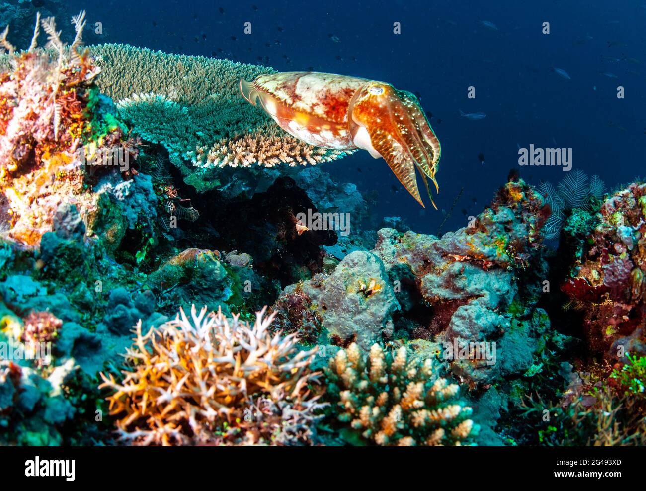 Broadclub-Tintenfisch (Sepia latimanus) über Korallenriff, Nembelau, Salomonen Stockfoto