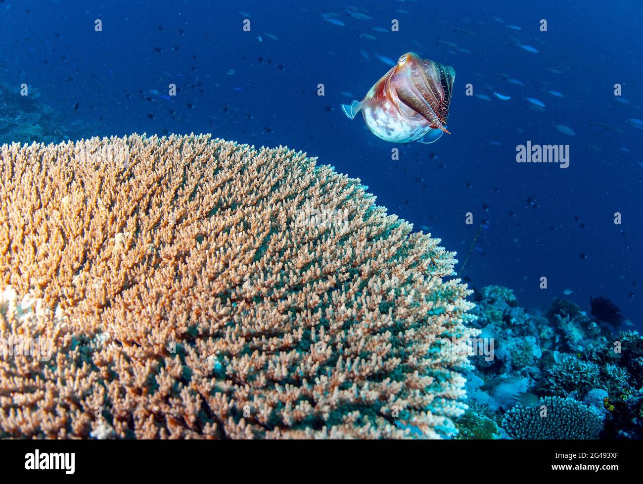 Broadclub-Tintenfisch (Sepia latimanus) über Korallenkopf, Nembelau, Salomonen Stockfoto