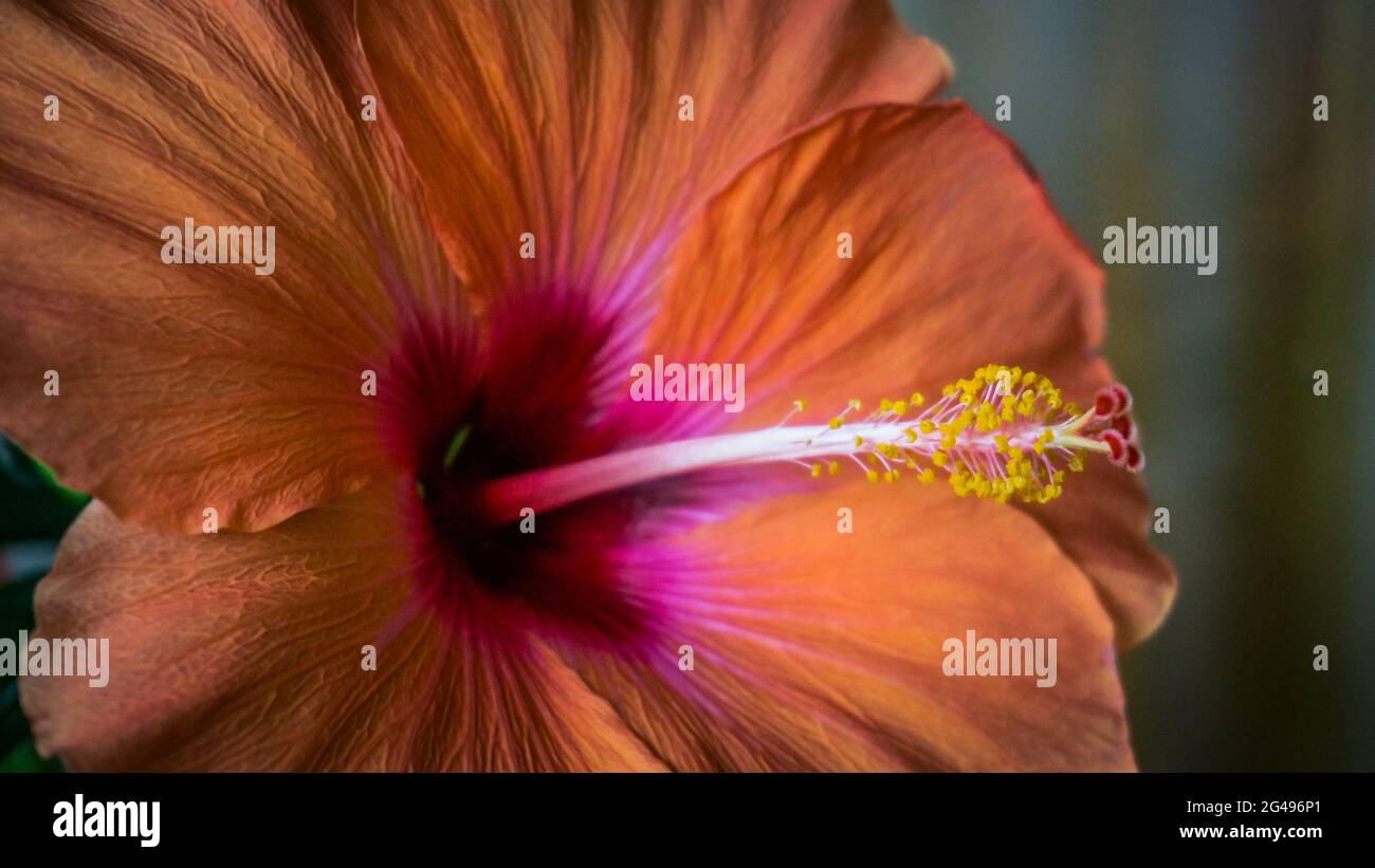 Nahaufnahme des chinesischen Hibiskus (Hibiscus rosa-sinensis) Stockfoto