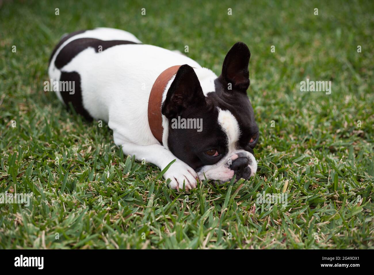Schwarze und weiße französische Bulldogge-Ahnentafel Stockfoto