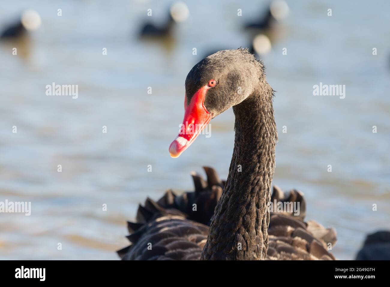 Black Swan in Melbourne, Australien Stockfoto