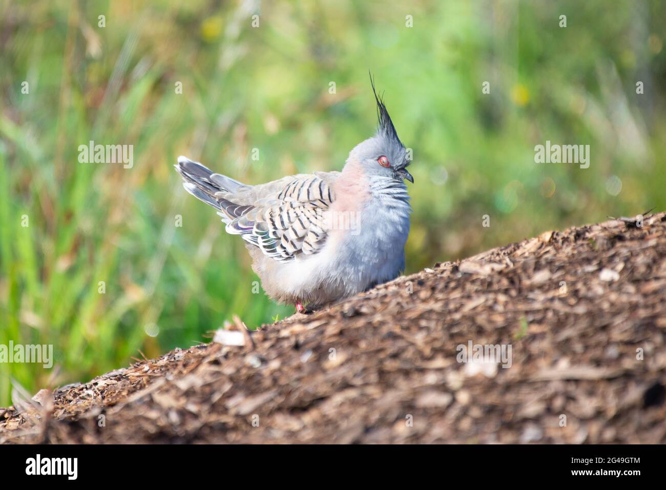 Crested Taube Stockfoto