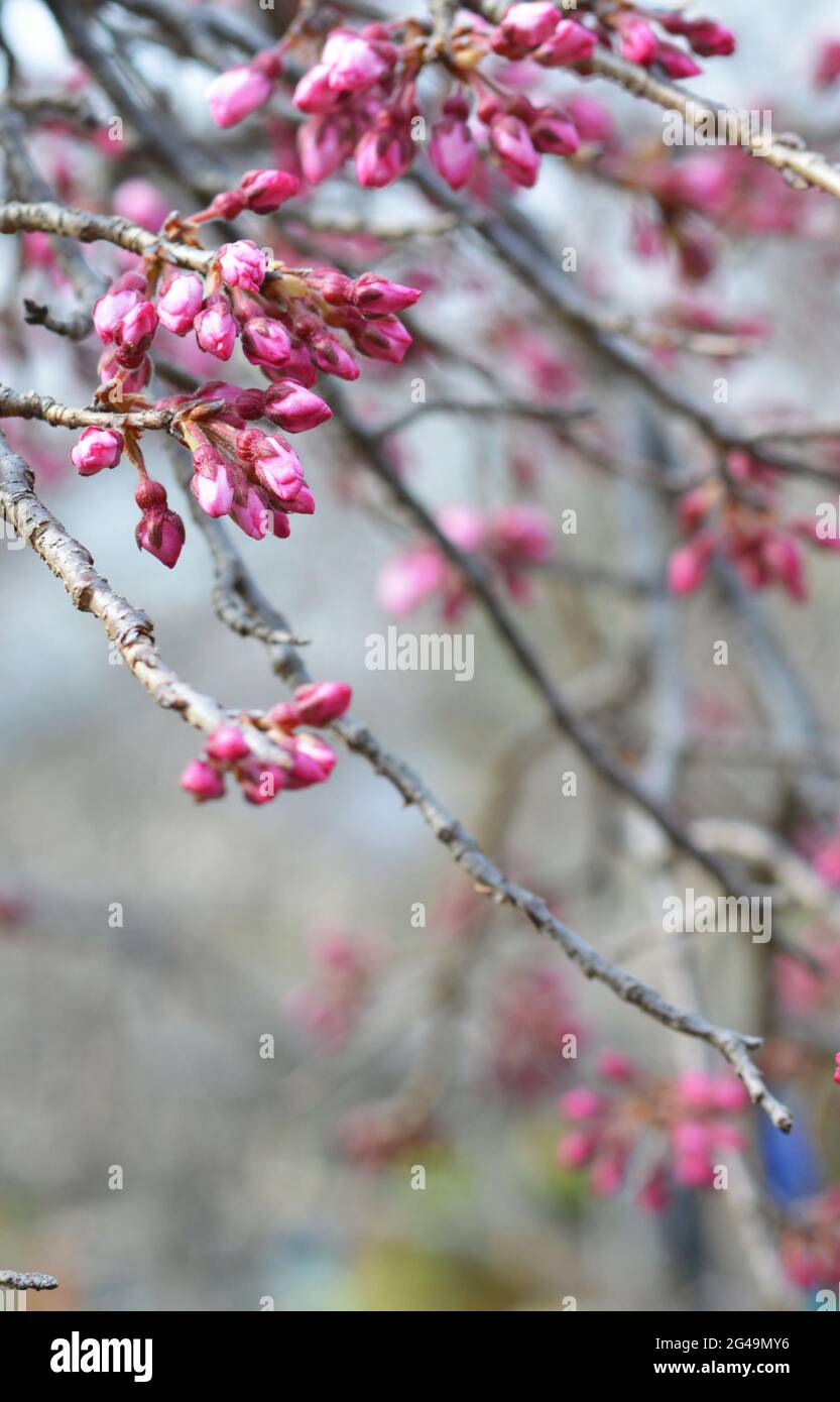 Dunkelrosa Kirschblütenknospen warten darauf, für die Saison im Maruyama Park in Kyoto, Japan, zu öffnen Stockfoto