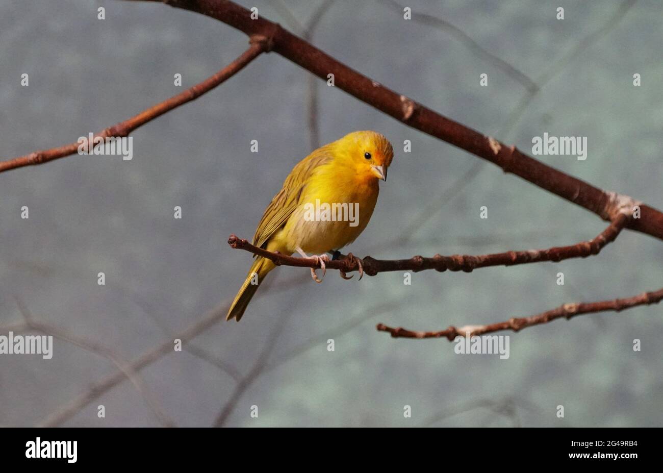 Ein Safranfink, der auf dem Ast des Baumes steht Stockfoto