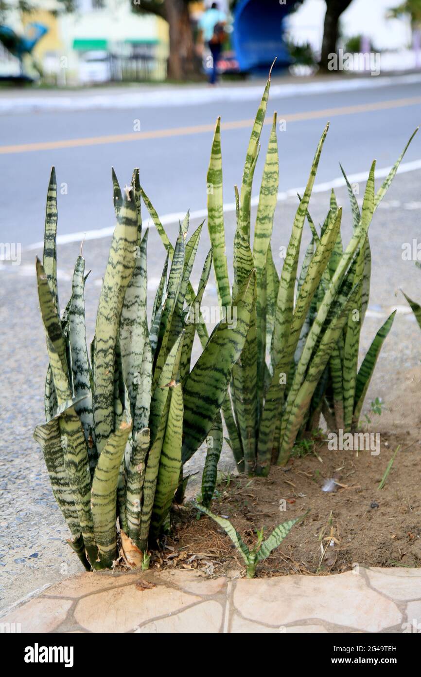 salvador, bahia, brasilien - 18. juni 2021: Die Pflanze Sansevieria  trifasciata, bekannt als Schwert von Sao Jorge, wird in der Stadt Salvador  gesehen. *** Ortsberschrift *** Stockfotografie - Alamy