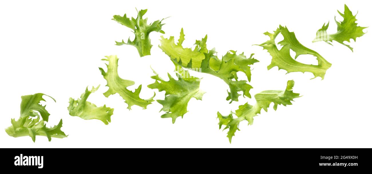 Salat fritzen, frische Salatblätter isoliert auf weißem Hintergrund Stockfoto
