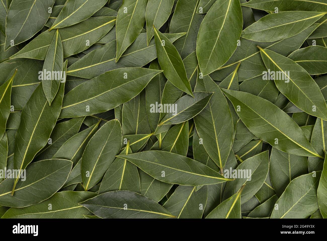 Bay Leaves Textur, Hintergrund aus frischen Lorbeerblättern Stockfoto