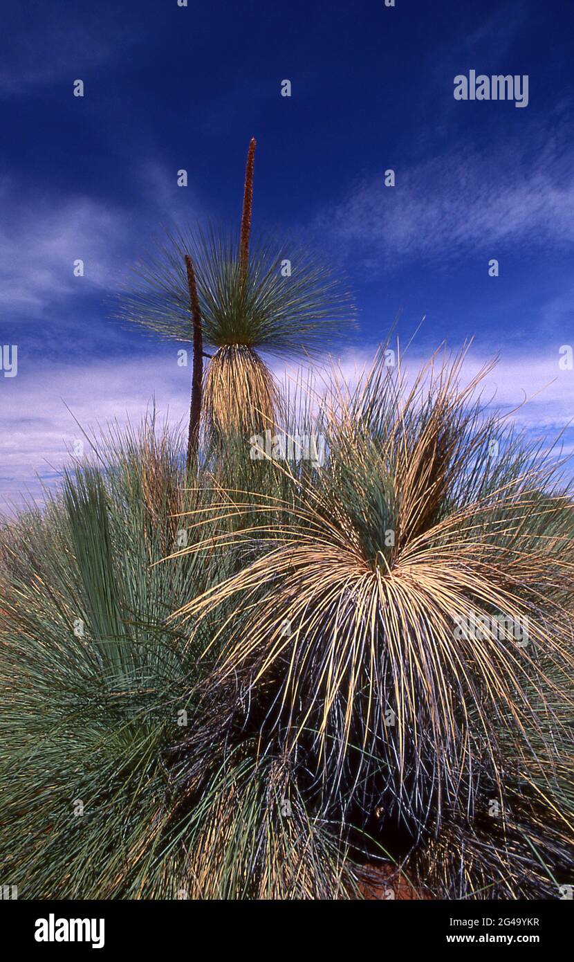 Rasen Sie Bäume vor blauem Himmel im Flinders Ranges National Park, South Australia. Stockfoto
