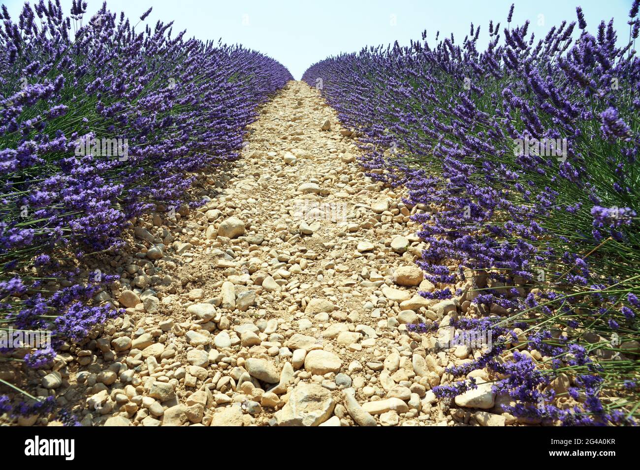 Vertikale Reihen von Lavendel durch weißen Stein getrennt Stockfoto