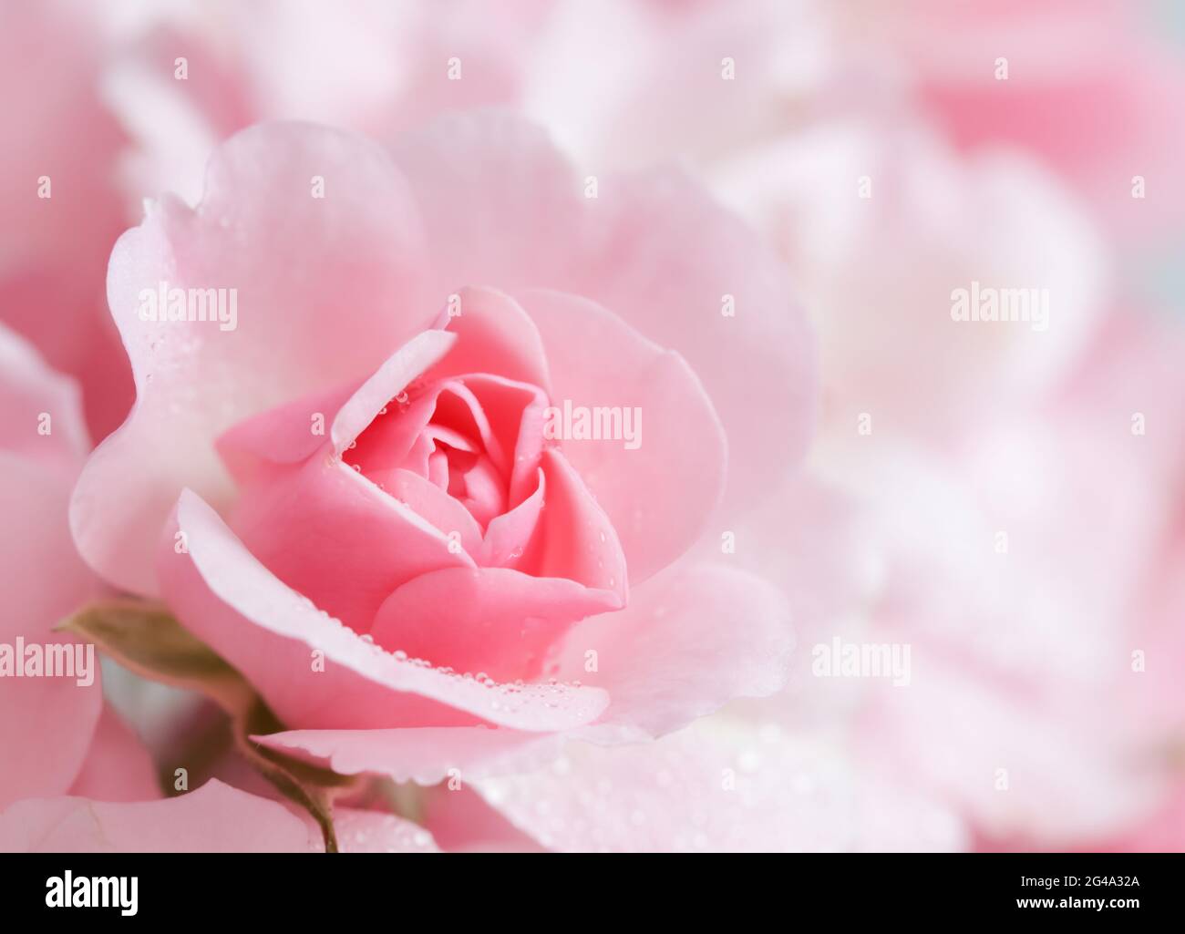 Schöne rosa Rose mit Wassertropfen. Kann als Hintergrund verwendet werden. Soft Focus. Im romantischen Stil Stockfoto