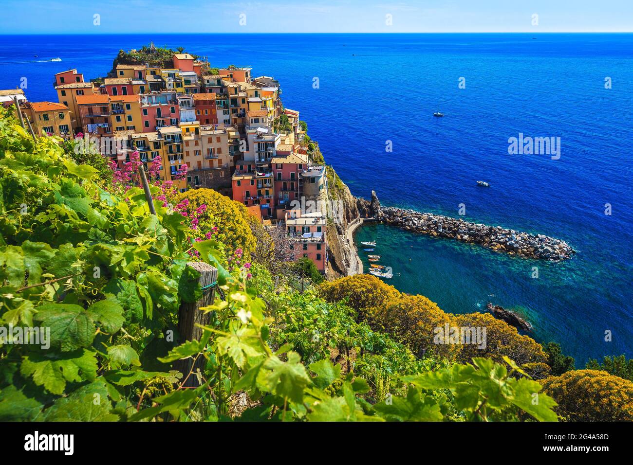 Erstaunliche Weinberge und bunte mediterrane Blumen am Ufer des Meeres. Fantastische Aussicht vom Hügel mit Manarola Dorf und blauem Meer, Cinque T Stockfoto