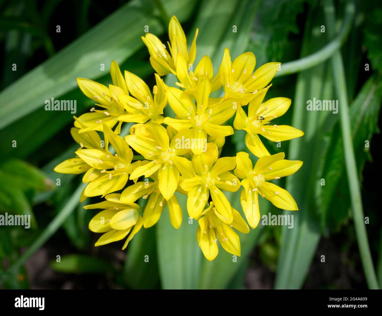 Blühender gelber Allium, auch bekannt als Allium Moly, Gelber Knoblauch, Goldener Knoblauch und Lilie Lauch Stockfoto