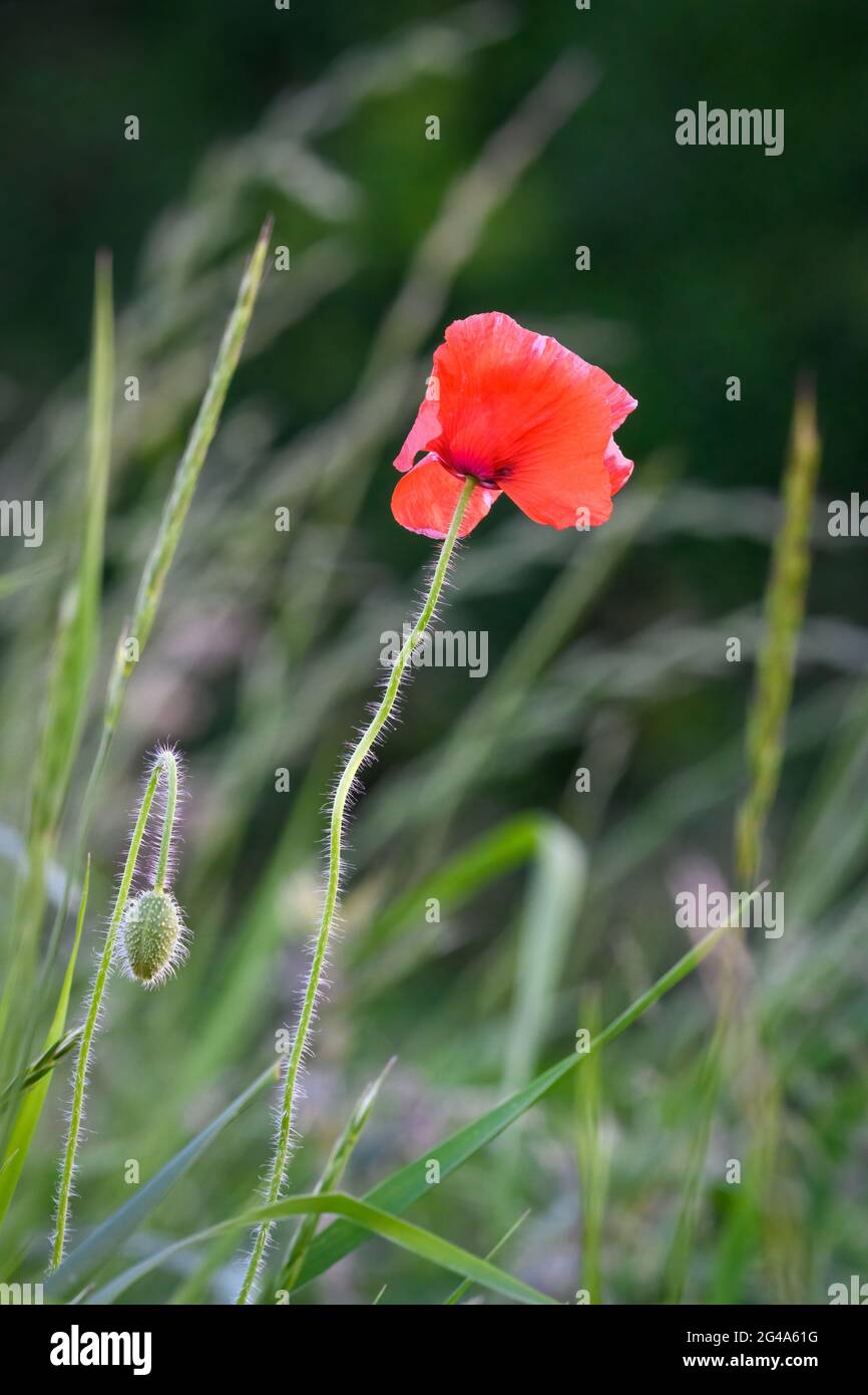Ein einziger Rotfeldmohn, (Papaver rhoeas), auf einer Wiese Stockfoto