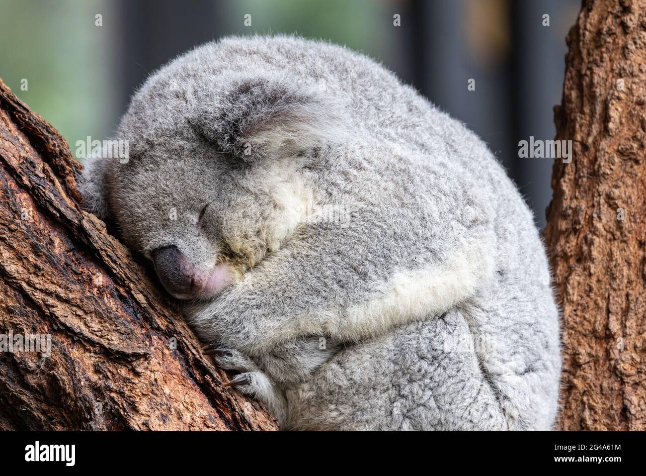 Schlafender Koala in einem Baum Stockfoto
