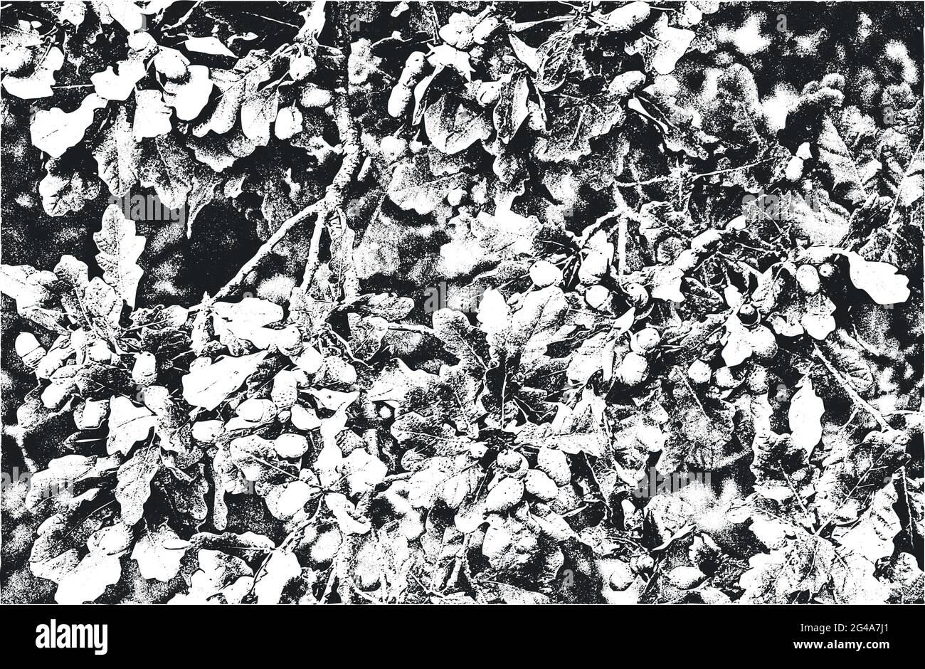 Notleidende Overlay Nahaufnahme Textur von Eicheln. Grunge schwarz-weiß Hintergrund. Abstrakte Halbton Vektor-Illustration Stock Vektor Notleidende Overlay Nahaufnahme Textur von Eicheln. Grunge schwarz-weiß Hintergrund. Abstrakte Halbton Vektor-Illustration Stock Vektor