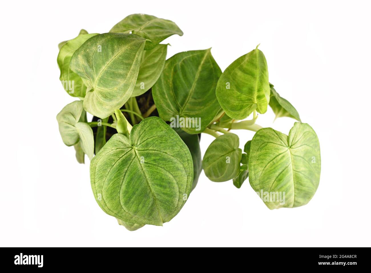 Draufsicht auf die tropische 'Syngonium macrophyllum Frosted Heart'-Zimmerpflanze, isoliert auf weißem Hintergrund Stockfoto