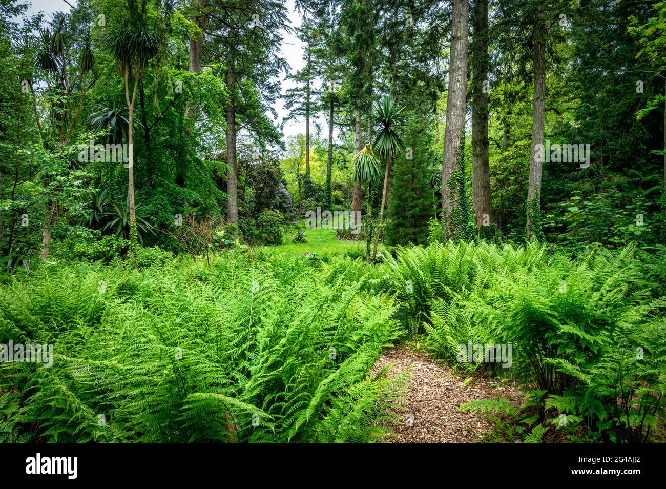 Üppig grüner Waldhintergrund mit Farnen und Palmen in Irland aufgenommen Stockfoto